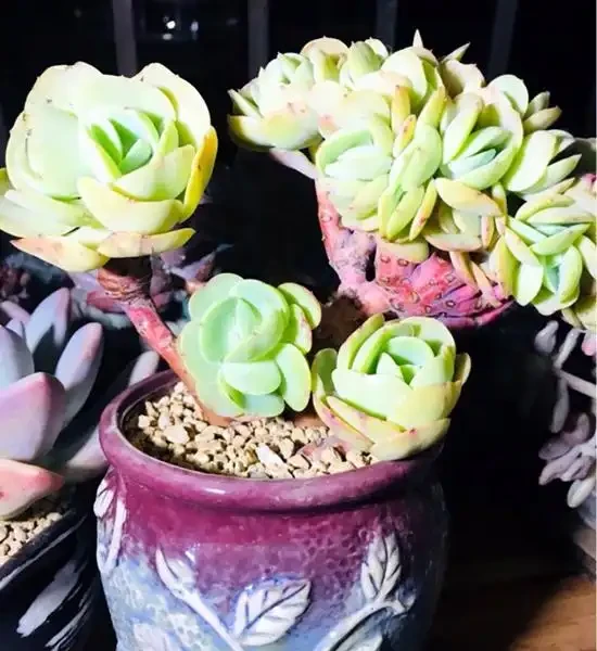 常見的促根方法,比一比哪個方法實用,你用過嗎?