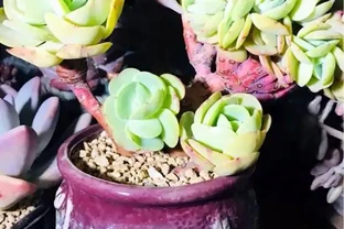 常見的促根方法，比一比哪個方法實用，你用過嗎？