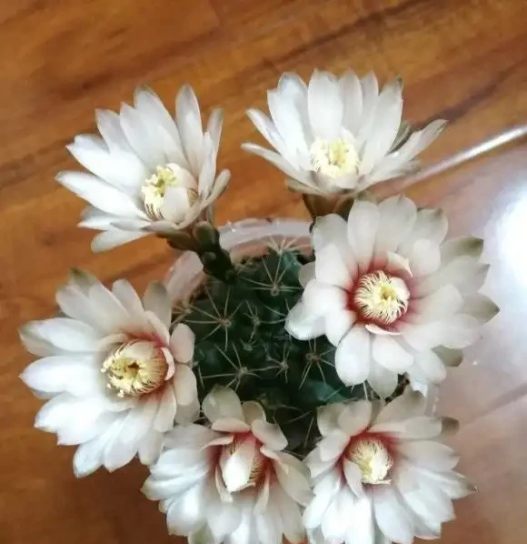 老家院子的仙人掌球,1年沒澆水,活得好好的,花盆都長滿了