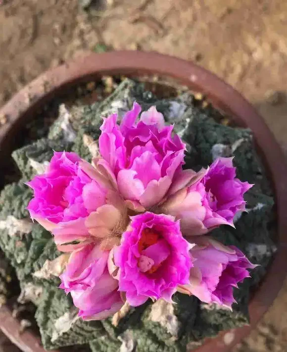 老家院子的仙人掌球,1年沒澆水,活得好好的,花盆都長滿了