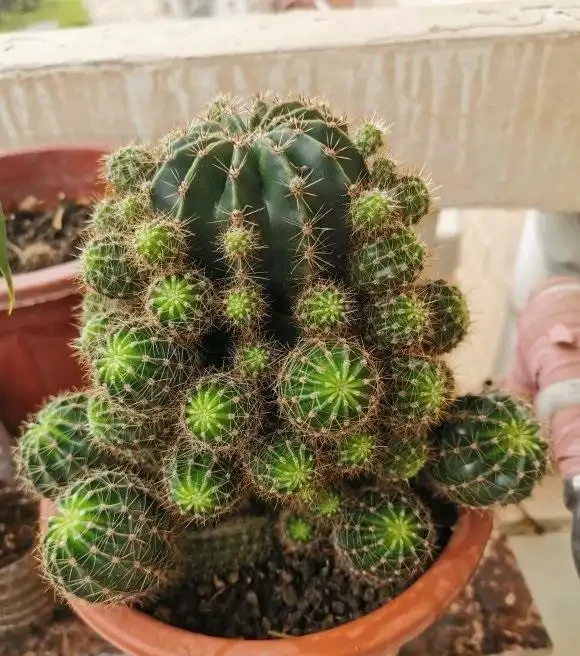老家院子的仙人掌球,1年沒澆水,活得好好的,花盆都長滿了