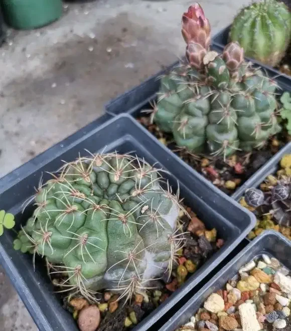 老家院子的仙人掌球,1年沒澆水,活得好好的,花盆都長滿了