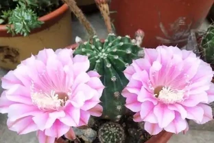 老家院子的仙人掌球，1年沒澆水，活得好好的，花盆都長滿了