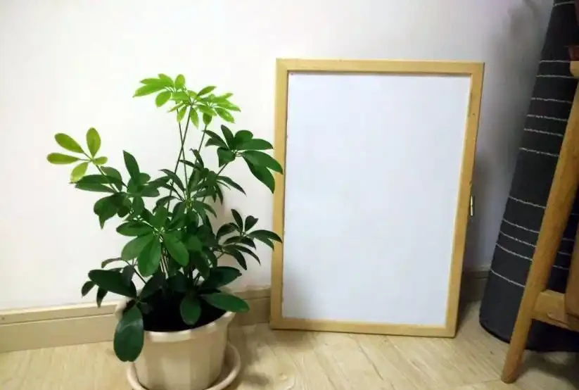 「鴨腳木」葉子老發黃，一碰就會嘩嘩掉，原來是6個原因導致