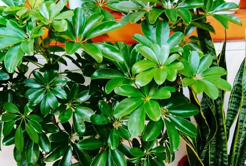 「鴨腳木」葉子老發黃，一碰就會嘩嘩掉，原來是6個原因導致