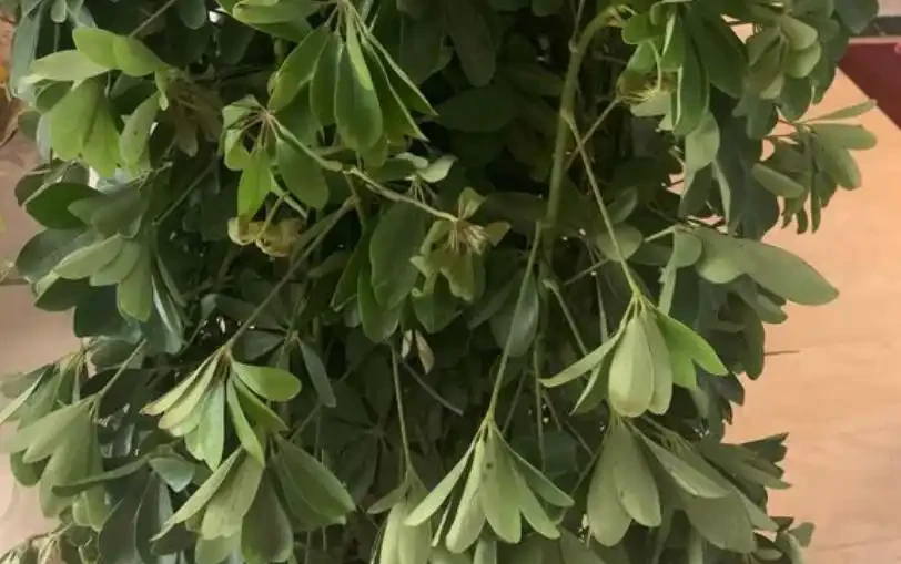 「鴨腳木」葉子老發黃，一碰就會嘩嘩掉，原來是6個原因導致