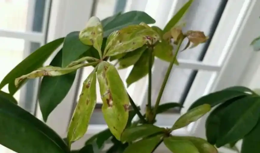 「鴨腳木」葉子老發黃，一碰就會嘩嘩掉，原來是6個原因導致