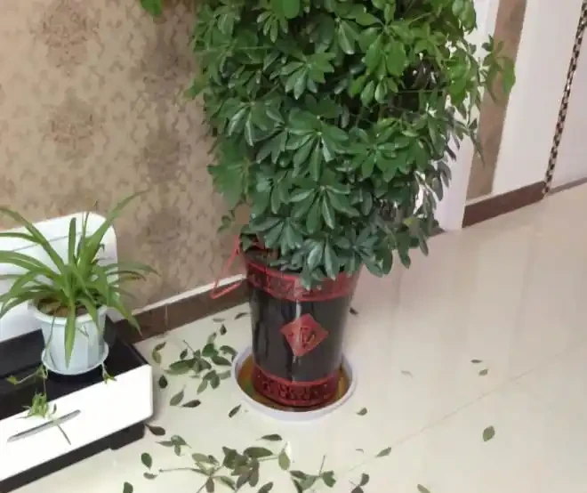 「鴨腳木」葉子老發黃，一碰就會嘩嘩掉，原來是6個原因導致