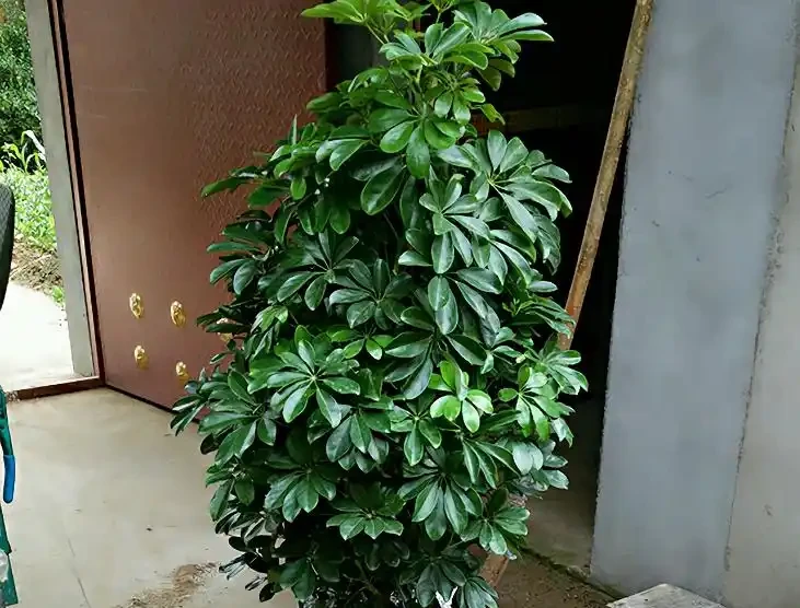 「鴨腳木」葉子老發黃，一碰就會嘩嘩掉，原來是6個原因導致