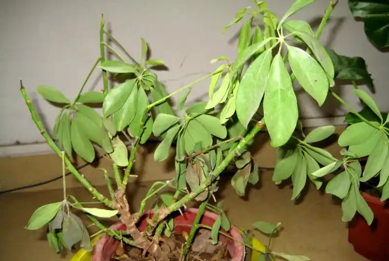 「鴨腳木」葉子老發黃，一碰就會嘩嘩掉，原來是6個原因導致