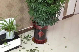 「鴨腳木」葉子老發黃，一碰就會嘩嘩掉，原來是6個原因導致