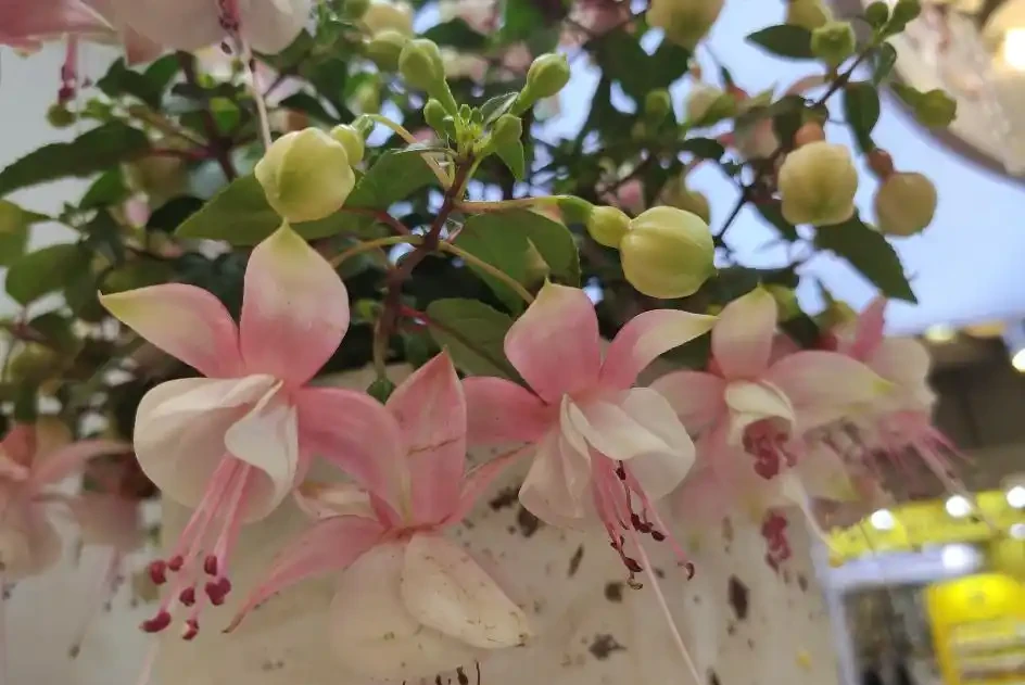 倒掛金鐘很難養?關鍵是掌握技巧,長成老樁,滿盆開花才叫美