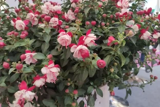 倒掛金鐘很難養？關鍵是掌握技巧，長成老樁，滿盆開花才叫美