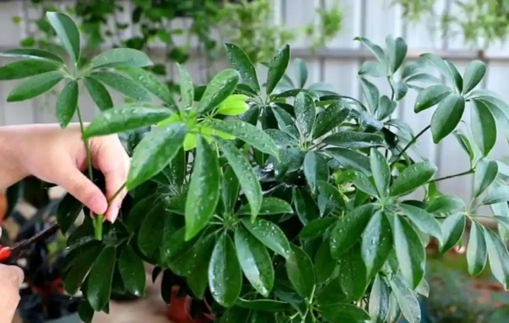養鴨腳木,這個位置「剪一刀」,長得枝繁葉茂,株型更美觀