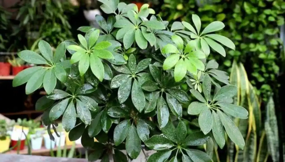 養鴨腳木,這個位置「剪一刀」,長得枝繁葉茂,株型更美觀