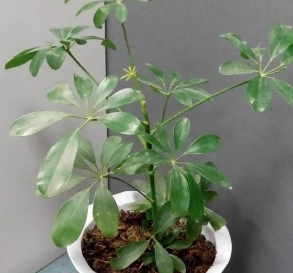 養鴨腳木,這個位置「剪一刀」,長得枝繁葉茂,株型更美觀