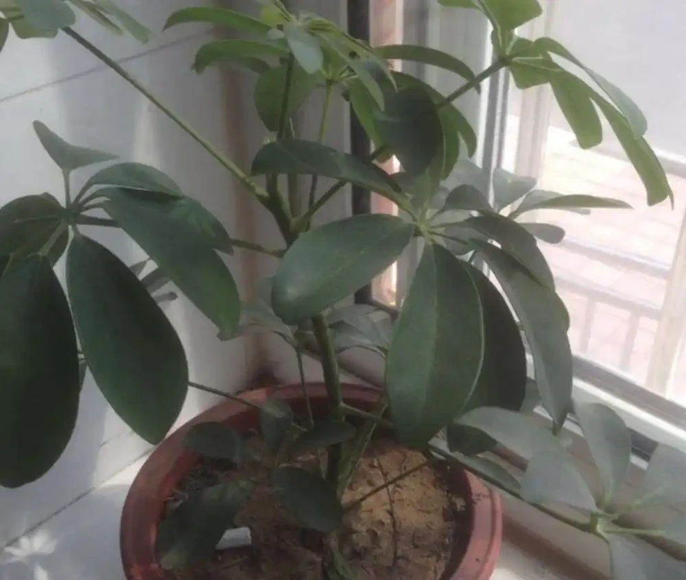 養鴨腳木,這個位置「剪一刀」,長得枝繁葉茂,株型更美觀