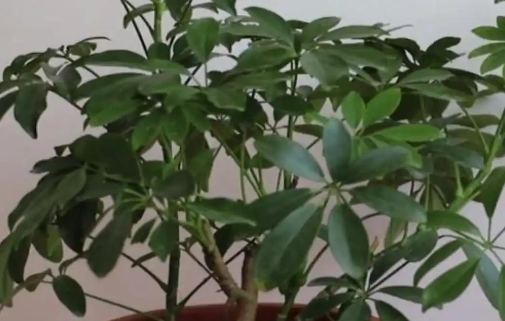 養鴨腳木,這個位置「剪一刀」,長得枝繁葉茂,株型更美觀