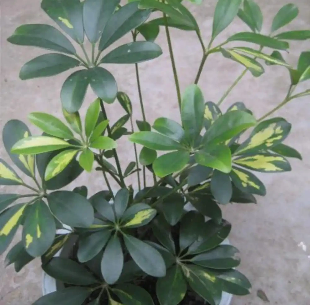 養鴨腳木,這個位置「剪一刀」,長得枝繁葉茂,株型更美觀