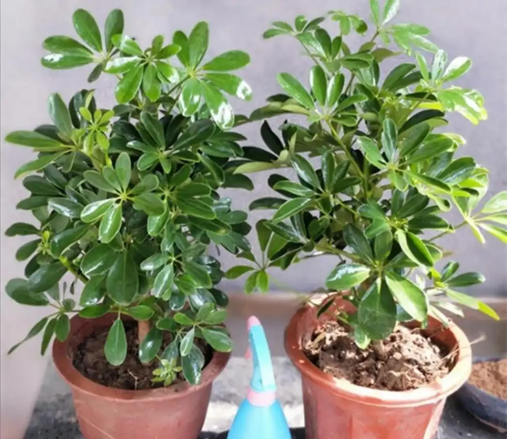 養鴨腳木,這個位置「剪一刀」,長得枝繁葉茂,株型更美觀
