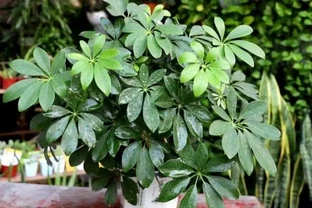 養鴨腳木，這個位置「剪一刀」，長得枝繁葉茂，株型更美觀