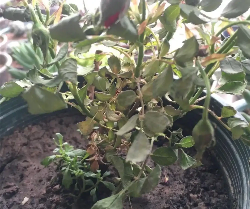 如何挽救出現萎焉的花卉?不同原因造成的萎焉,處理方法也不一樣