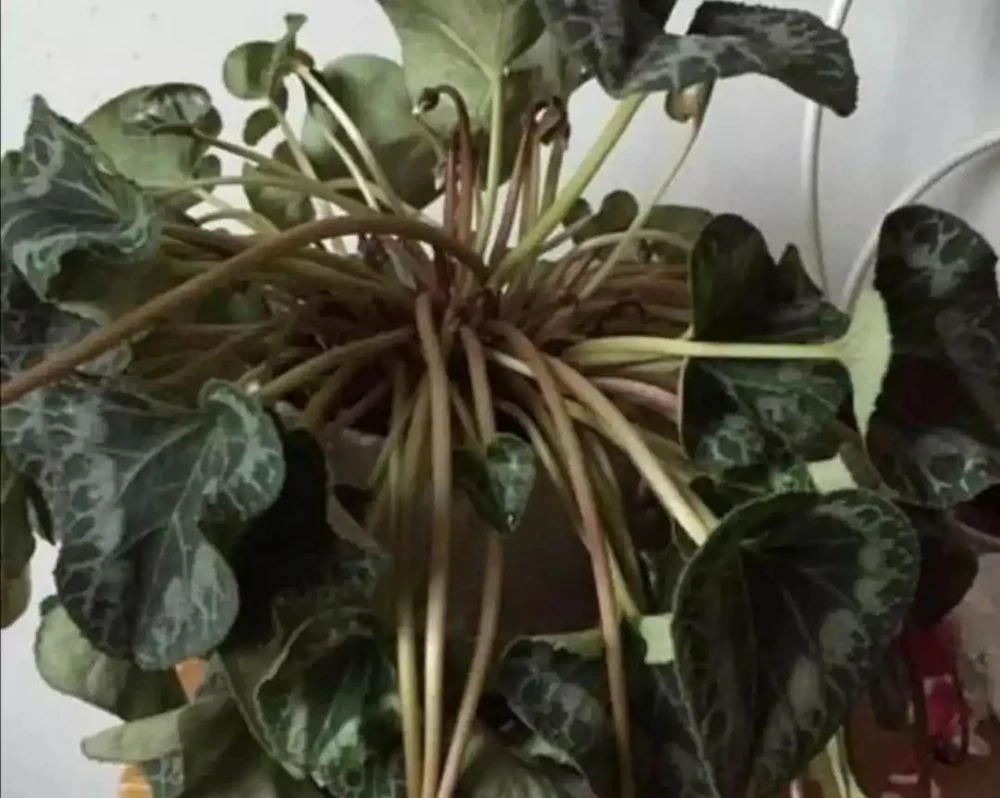 如何挽救出現萎焉的花卉?不同原因造成的萎焉,處理方法也不一樣