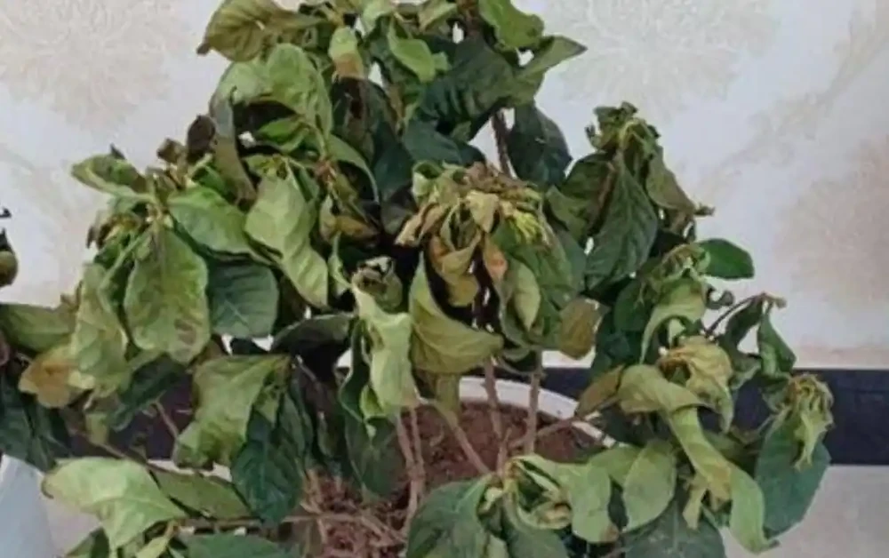 如何挽救出現萎焉的花卉?不同原因造成的萎焉,處理方法也不一樣
