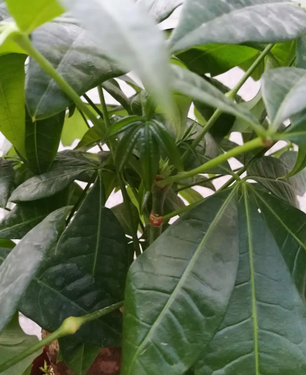 剛買的發財樹需要怎麼處理？有4點必須牢記