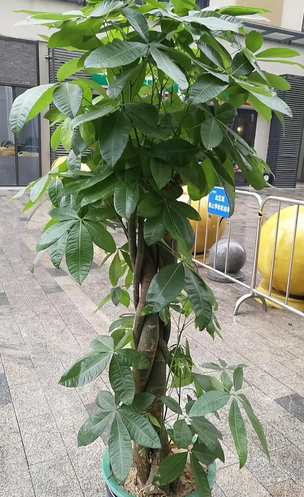 剛買的發財樹需要怎麼處理？有4點必須牢記