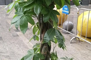 剛買的發財樹需要怎麼處理？有4點必須牢記