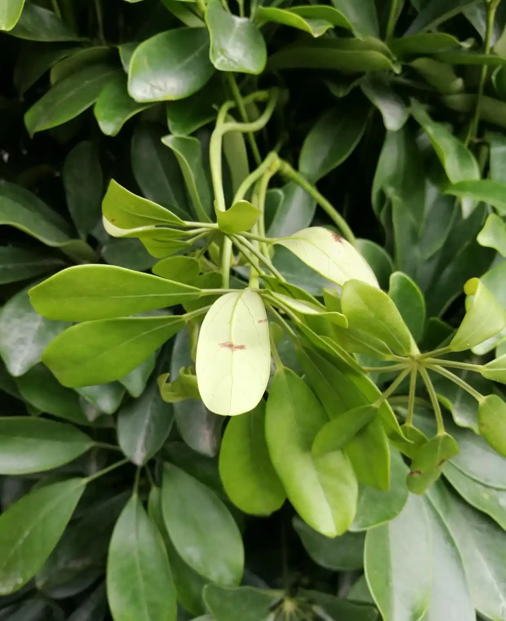 鵝掌藤葉子耷拉變軟怎麼辦?5招讓葉子「挺」起來