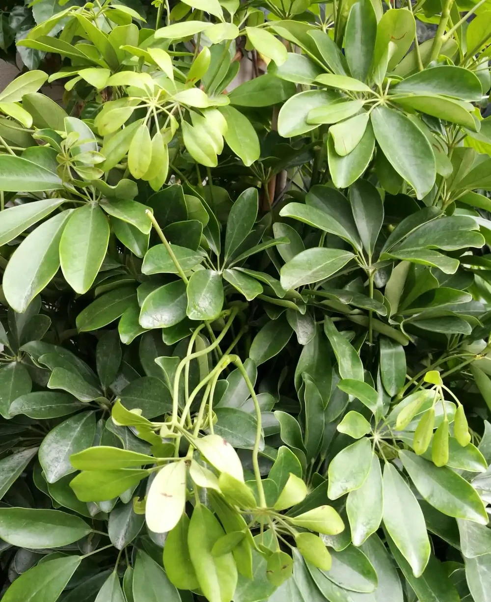 鵝掌藤葉子耷拉變軟怎麼辦?5招讓葉子「挺」起來