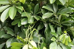 鵝掌藤葉子耷拉變軟怎麼辦？5招讓葉子「挺」起來