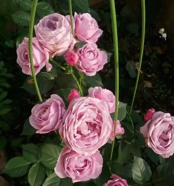 玫瑰的葉子被蟲吃的,都是洞怎麼辦?這個蟲的治