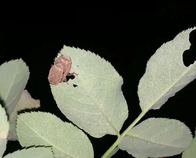 玫瑰的葉子被蟲吃的,都是洞怎麼辦?這個蟲的治