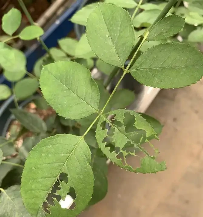 玫瑰的葉子被蟲吃的,都是洞怎麼辦?這個蟲的治