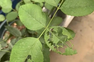 玫瑰的葉子被蟲吃的，都是洞怎麼辦？這個蟲的治