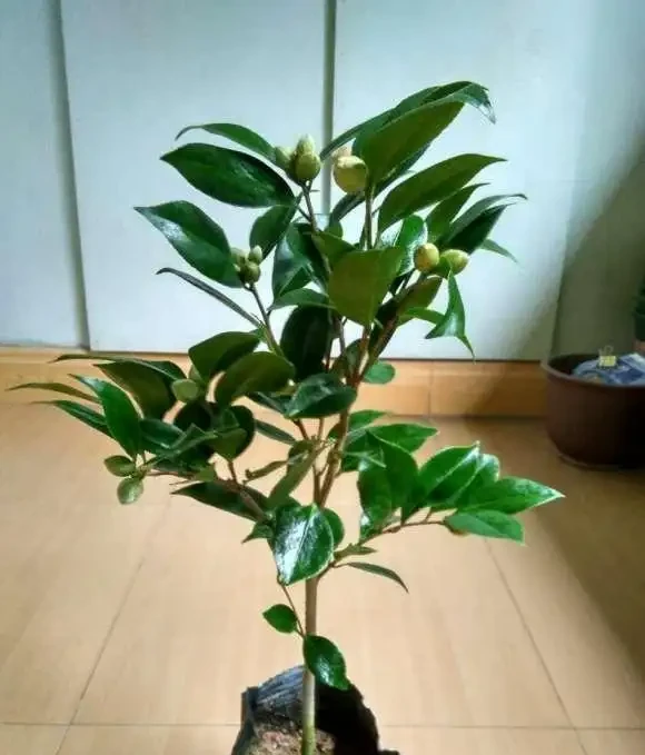 茶花不是那麼好養,養它要慎重,容易黃葉子,養著養著就死了
