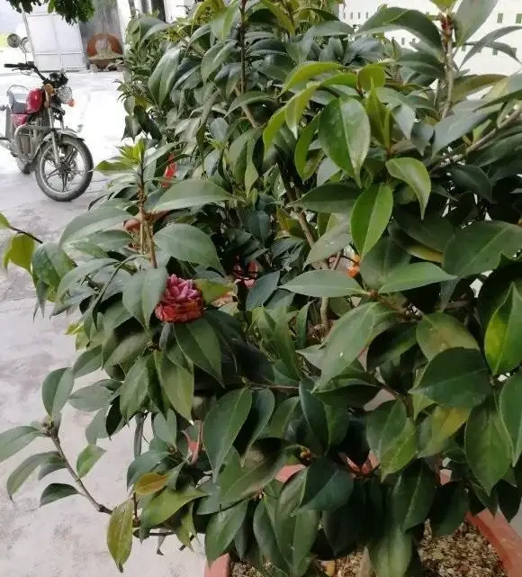 茶花不是那麼好養,養它要慎重,容易黃葉子,養著養著就死了