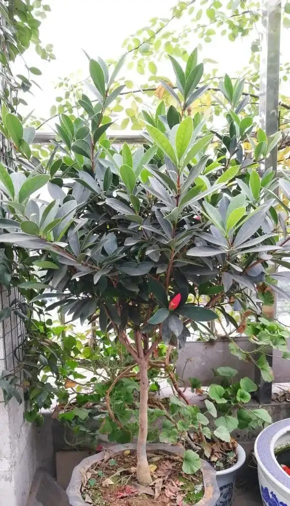 茶花不是那麼好養,養它要慎重,容易黃葉子,養著養著就死了