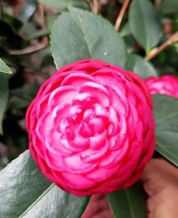 茶花不是那麼好養,養它要慎重,容易黃葉子,養著養著就死了
