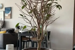 茶花不是那麼好養，養它要慎重，容易黃葉子，養著養著就死了
