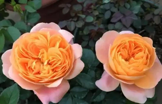 玫瑰花後要修剪,總共分四步,掌握好才能新芽壯,30天再次開滿盆