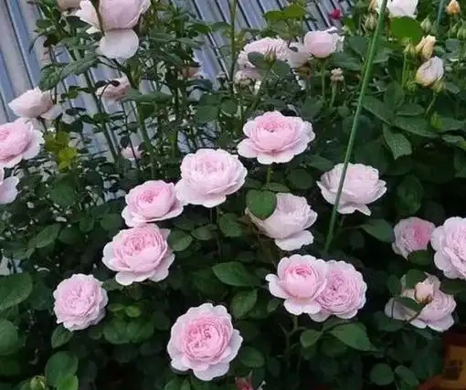 玫瑰花後要修剪,總共分四步,掌握好才能新芽壯,30天再次開滿盆