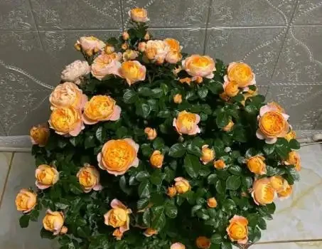 玫瑰花後要修剪,總共分四步,掌握好才能新芽壯,30天再次開滿盆