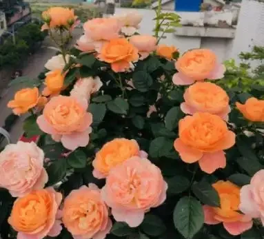 玫瑰花後要修剪,總共分四步,掌握好才能新芽壯,30天再次開滿盆