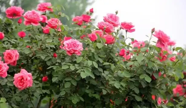 玫瑰花後要修剪,總共分四步,掌握好才能新芽壯,30天再次開滿盆