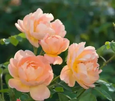 玫瑰花後要修剪,總共分四步,掌握好才能新芽壯,30天再次開滿盆