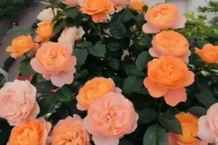 玫瑰花後要修剪，總共分四步，掌握好才能新芽壯，30天再次開滿盆
